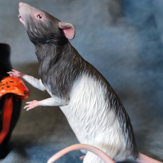 Picture of print of Rat - Discontinued