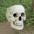 Skull Plant Pot with drainage holes. image