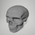 Regular Skull image