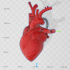 Anatomical Heart Pendant image