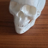 High Detail Skull image