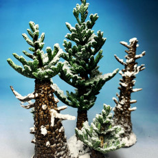 Picture of print of Conifers Firs Forest Morular Set