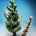 Coniferous Forest - Fir Trees /Modular Set/ print image