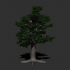 Oak Tree image