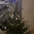 Christmas Tree Star image
