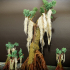 Swamp Cypress Tree image