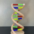 DNA model image