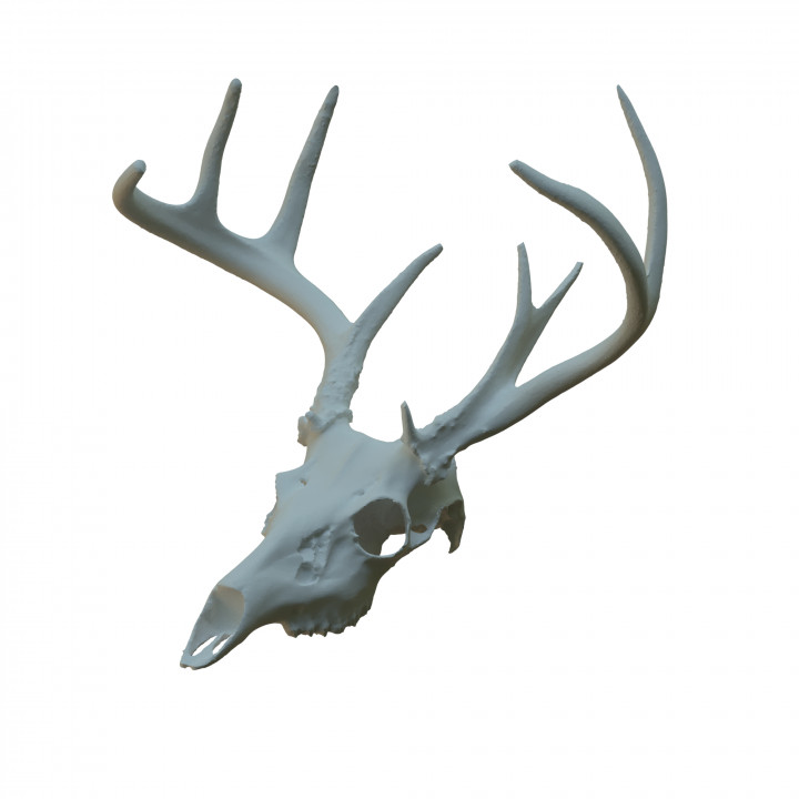 Deer Skull Scan