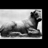 Greek Marble Bull image