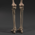 Skeleton - Anatomy Reference Figure (Pre-Supported) image