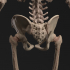 Skeleton - Anatomy Reference Figure (Pre-Supported) image