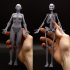 Female Echorche - Anatomy Reference Figure (Pre-Supported) image