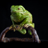 Waxy Monkey Tree Frog image