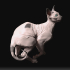 Sphynx cat image