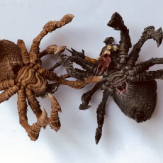 Picture of print of Arachnis