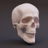 Articulated Skull image