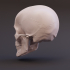 Articulated Skull image