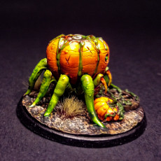 Picture of print of PUMPKIN SPIDER MOUNTED + LORD
