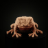 Giant Toad image