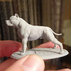 Picture of print of American Bully 75&32mm Presupported