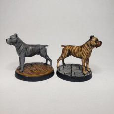 Picture of print of 2 x Cane Corso 75&32 Presupported