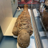 Egyptian mummy of unknown provenance image