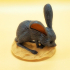 Desert Mouse image