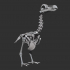 DODO SKELETON (ACCURATE AND HIGH DETAIL) image