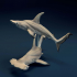 Hammerhead Sharks image