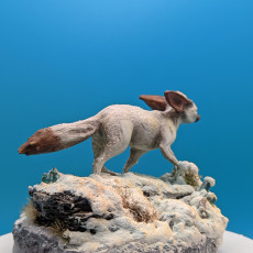 Picture of print of Fennec Fox