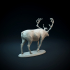 Reindeer image