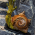 Flail Snail - Tabletop Miniature print image