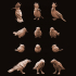 Animal Set 2 - Birds image