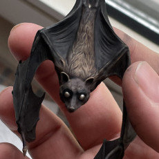 Picture of print of Flying Fox - Fruit Bat