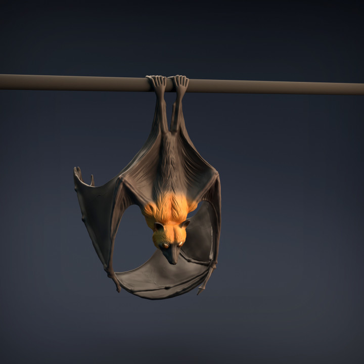 $9.00Flying Fox - Fruit Bat
