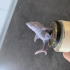 Shark Pup - Max print image