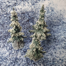 Picture of print of Young Conifers - Spruce Forest Set /Pre-supported/