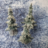 Young Conifers - Spruce Forest Set /Pre-supported/ print image