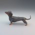 Dachshund - pre supported image