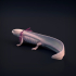 Axolotl image