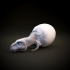 Tyrannosaurus Rex hatchling - baby dino - pre supported image