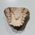 Dental model（generated by Revopoint POP 2） image