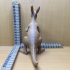 Kangaroo image
