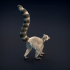 Ring-Tailed Lemur image