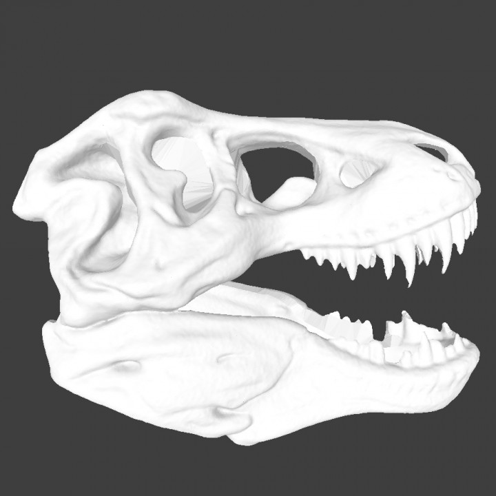 Tyrannosaurus skull（by Revopoint POP 2）