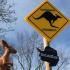 Kangaroo Crossing Sign image
