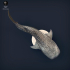 Whale Shark image