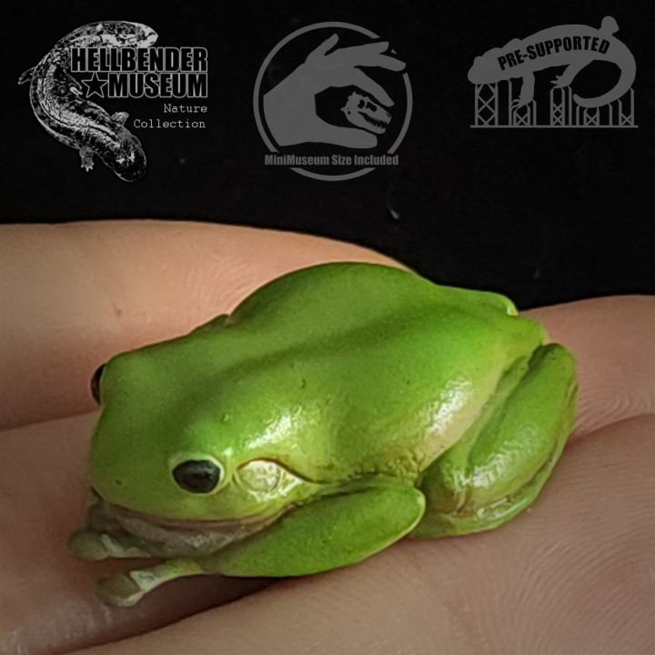 $4.99White's Green Tree Frog Ranoidea caerulea