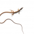Articulated Long-tailed grass lizard - SUPER LONG! :p image