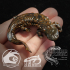 Hellbender Salamander Cryptobranchus alleganiensis image